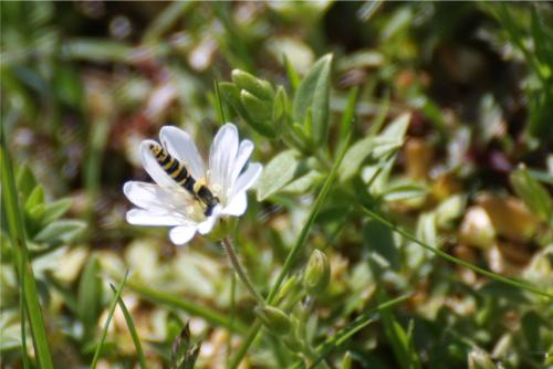 Sphaerophoria sp.
